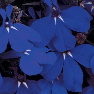 Лобелия ежевидная RIVIERA MIDNIGHT BLUE - 5 мдр.