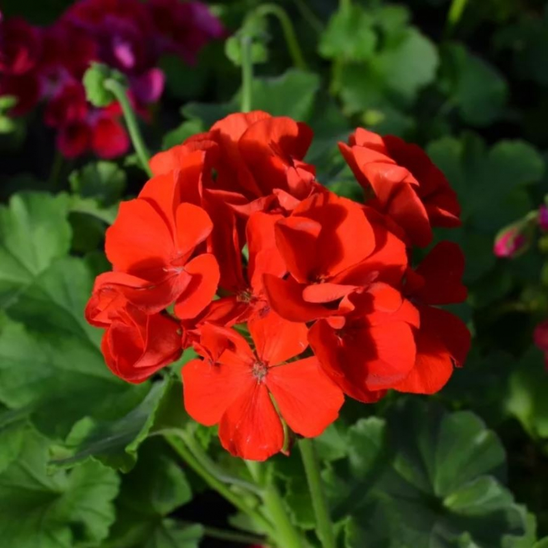 Пеларгония Айскристал Pelargonium zonale