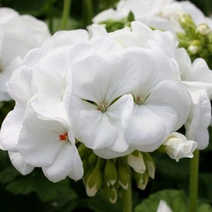   Apache White- 3 .
