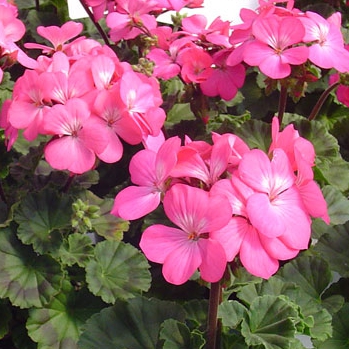  Apache Rose Bicolour - 3 .