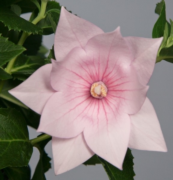 Платикодон Double Blue Rose