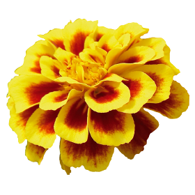   Safari Yellow Fire - 10 .