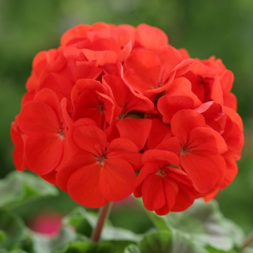   Horizon F1 Scarlet - 3 .