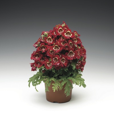   ATLANTIS F1 SCARLET BICOLOR - 3 .