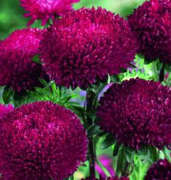 ����� ��������� Balloon Dark carmine - 10 ��.