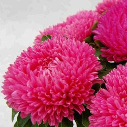   Balloon Dark Rose - 10 .