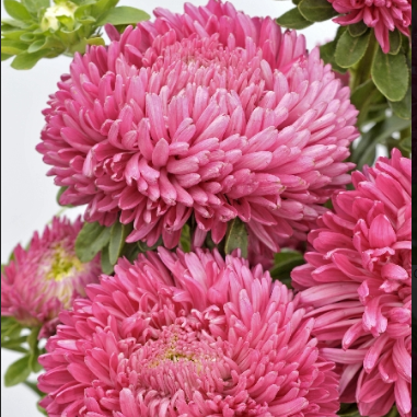   Balloon Dark dusty pink - 10 .