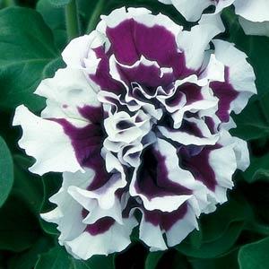    PIROUETTE PURPLE - 10 .