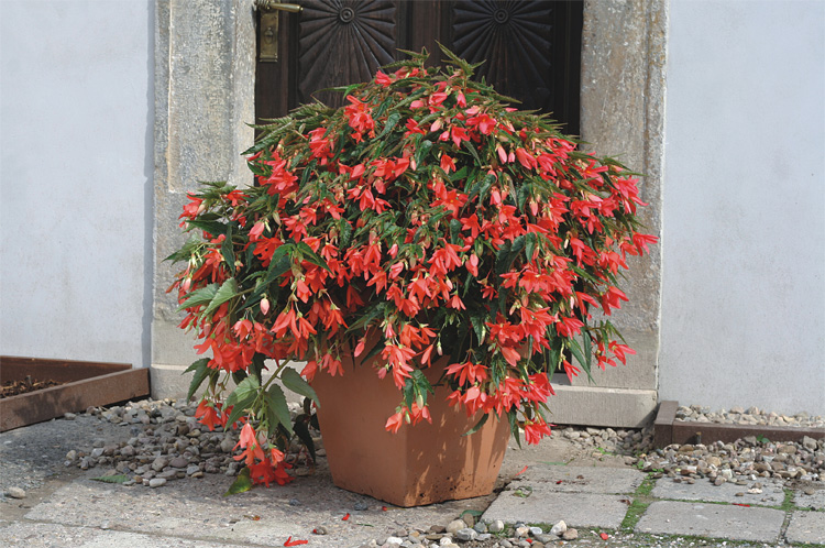 семена. бегония копакабана f1 белая (аэлита). бегония боливийская ампельная. бегония боливийская санта барбара.