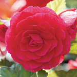 Бегония клубневая крупноцветковая Deep Rose (E047) - 10 шт.
