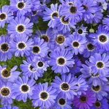   Blue Splendour - 30 .