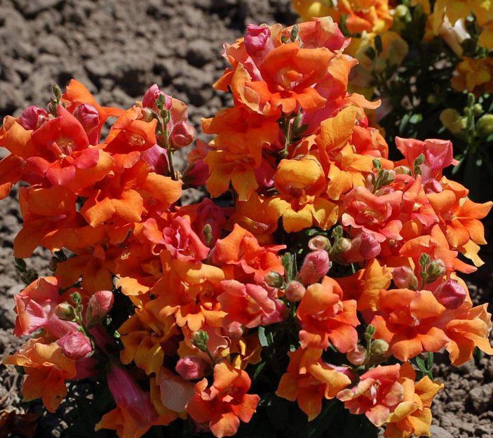 Antirrhinum Snaptastic Pink