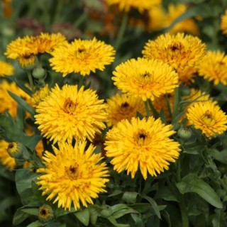   Yellow - 5 .