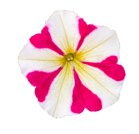   BOOM! HD Rose Star. ! - 10 .