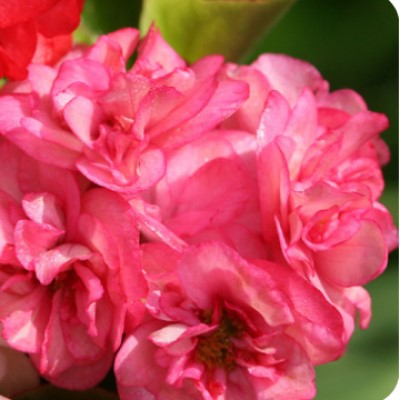   Fairyland Pink - 10 .