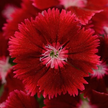 Гвоздика гибридная Floral Lace F1 Crimson - 5 шт.