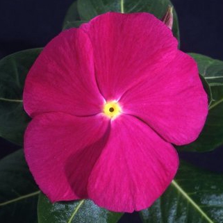  Ocean F1 deep orchid - 10 .