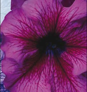Петуния крупноцветковая Donna F1 orchid vein - 10 шт.