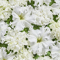   White Double. ! - 10 .