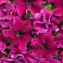   Purple Dwarf. ! - 10 .