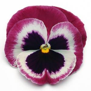   MATRIX F1 ROSE WING - 10 .
