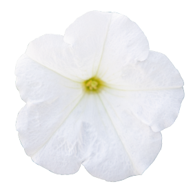   BOOM! HD White. ! - 10 .