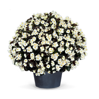  BIG F1 White Bronze Leaf ( ). ! - 3 .