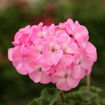   Dancer F2 pink - 5 .