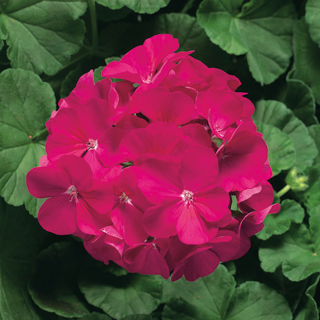   RINGO 2000 F1 Violet - 3 .