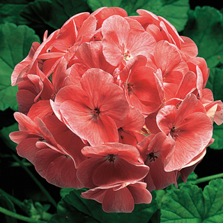   RINGO 2000 F1 Salmon - 3 .