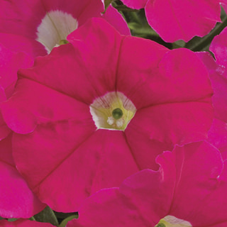   PICOBELLA F1 ROSE - 5 .