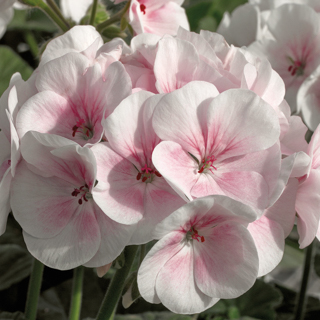  MAVERICK F1 Appleblossom - 3 .