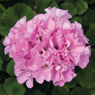   MAVERICK F1 Quicksilver - 3 .