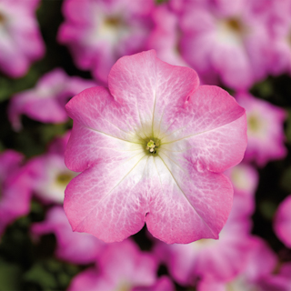 Петуния крупноцветковая TriTunia Pink Morn - 10 шт.