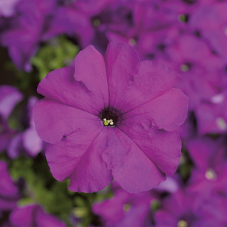   TriTunia Violet - 10 .