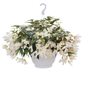 ������� ����������� Groovy White - 3 ��.