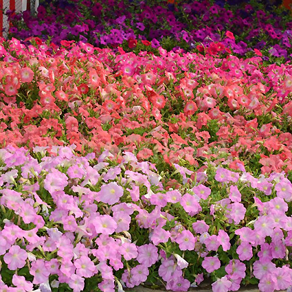   HOTUNIA