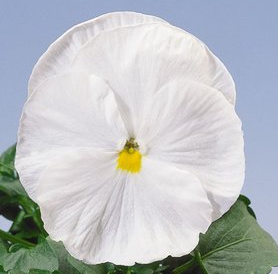   Italia F1 pure white - 5 .