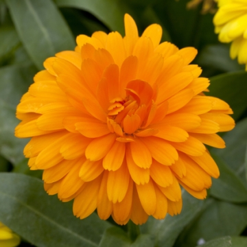   Costa Orange - 10 .