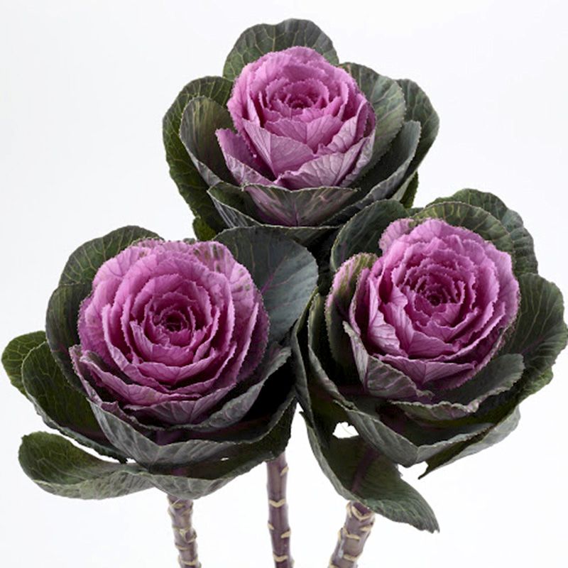Декоративная капуста Brassica oleracea