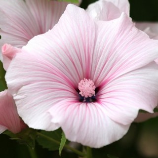   Pink Regis - 20 .