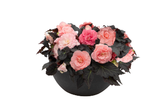    Nonstop Mocca F1  Light Pink Shades. ! - 5 .