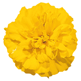    Little Hero yellow - 10 .
