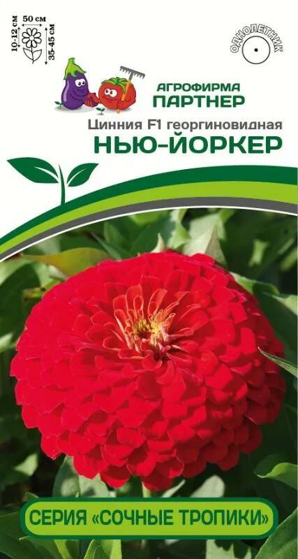 ПАРТНЕР ЦИННИЯ F1 НЬЮ-ЙОРКЕР / ГЕОРГИНОВИДНАЯ ^(4ШТ) 2-НОЙ ПАК - 1 уп.