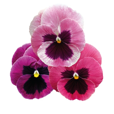  Inspire Plus Pink Shades - 5 .