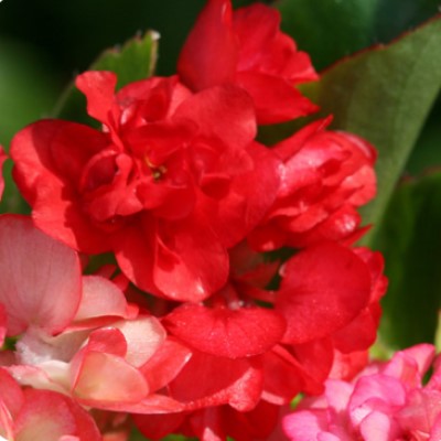    Fairyland Red - 10 .