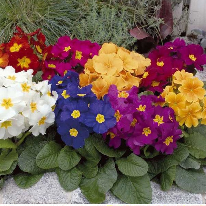 ������� Crescendo