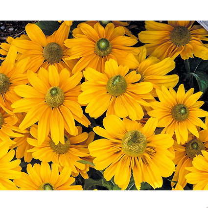 rudbekiyaamarilogold.jpg