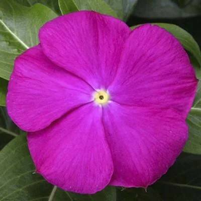   SunStorm F1 deep orchid - 10 .