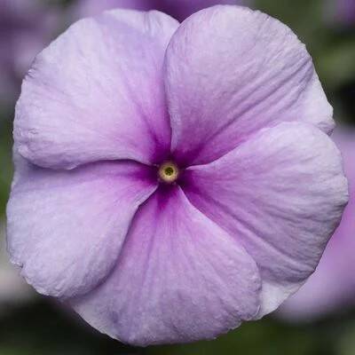   SunStorm F1 purple - 10 .